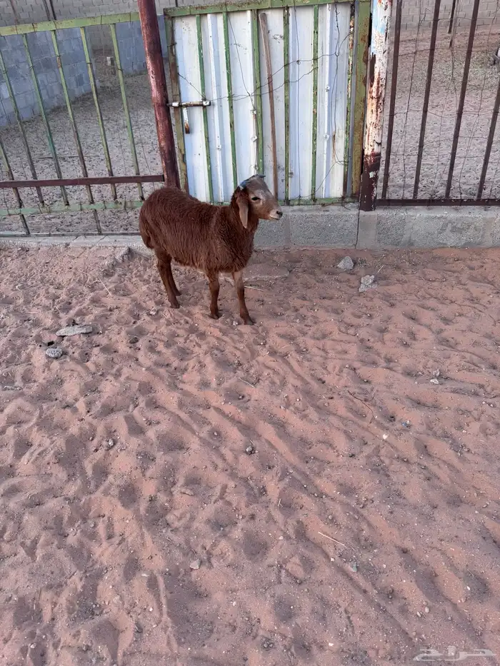 رفيدي خروف 6