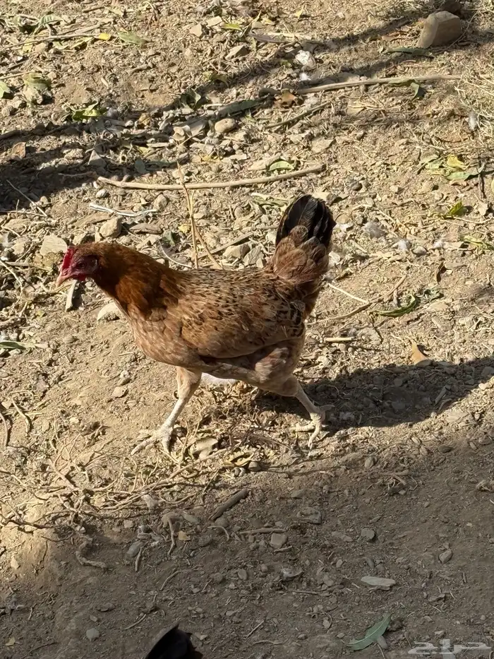 دجاج بلدي 7