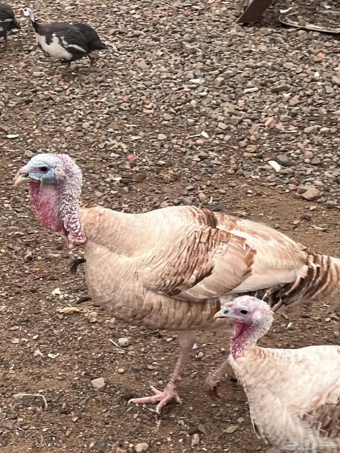 ديوك بلدي وديك رومي 4