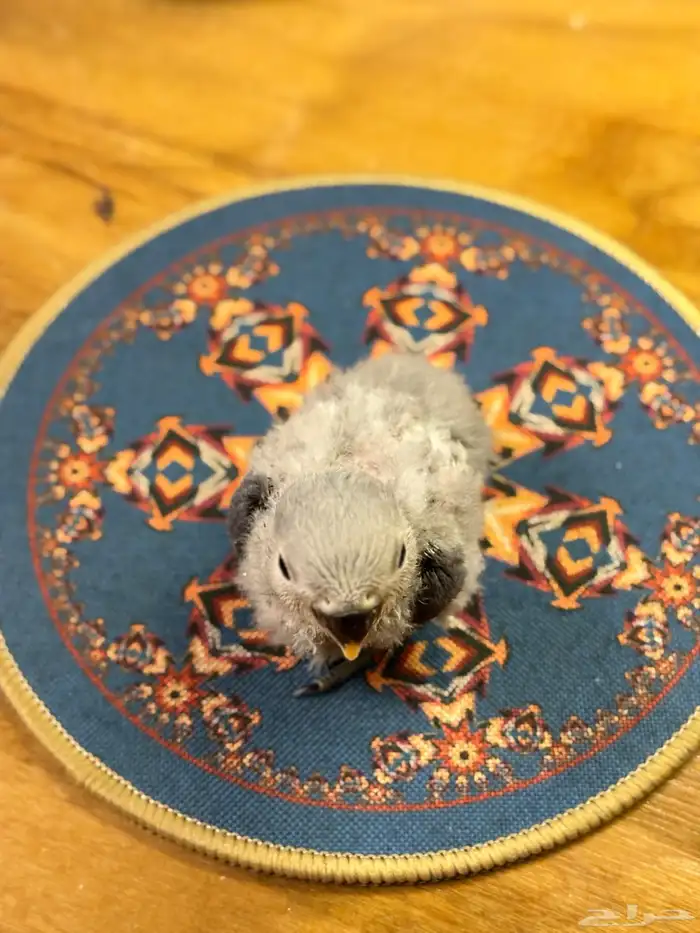 استقبال طيور واهتمام فيهم 8