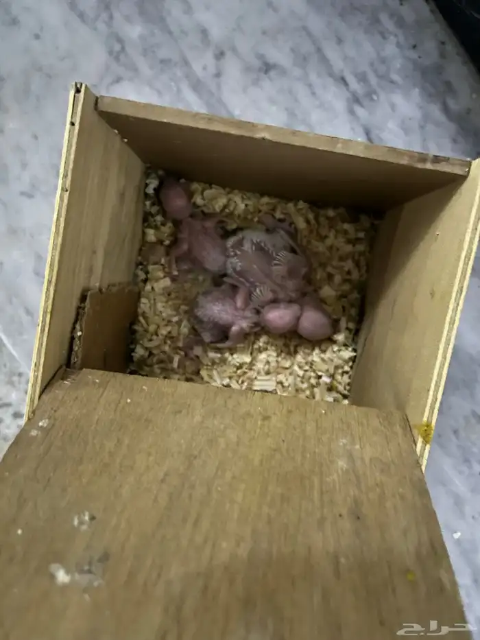 فروخ روز البينو 1