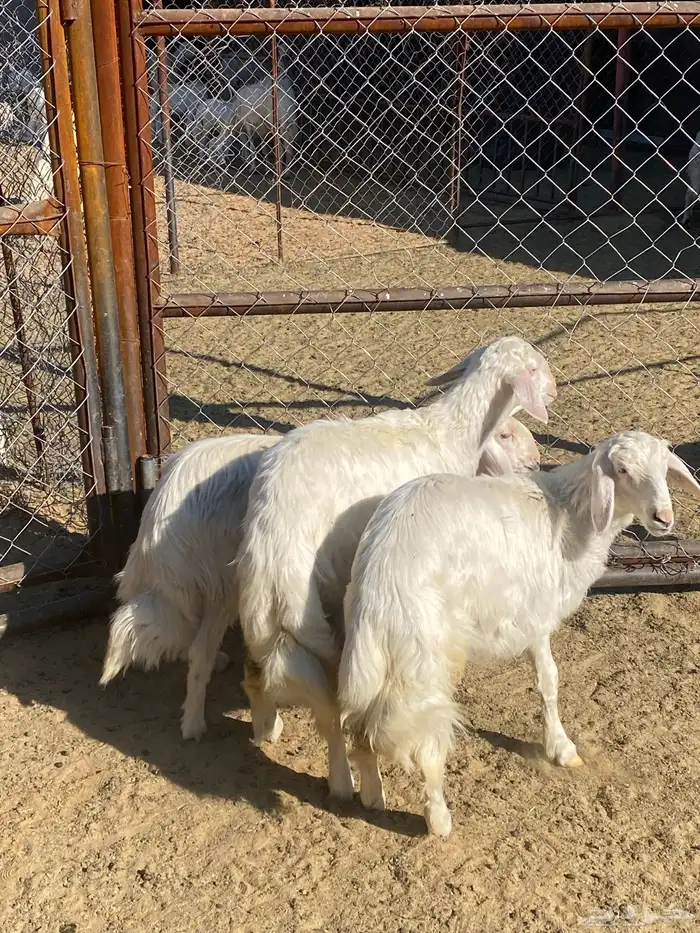 رخال صنف فاخر 1