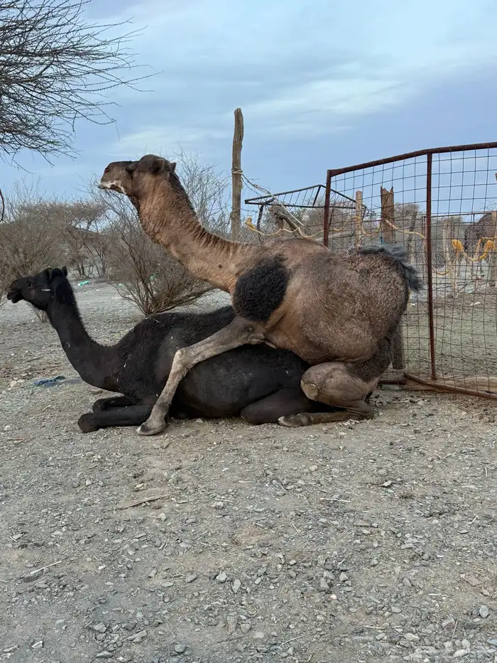 للبيع بعير حمر جرم كايف ضراب وعشار 28