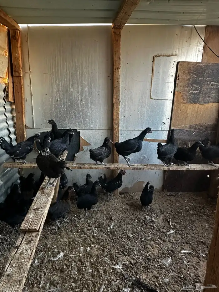 دجاج للبيع 3