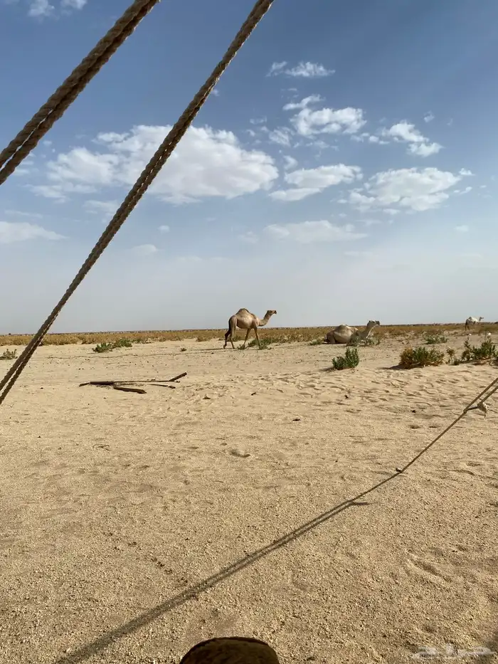 بعير اشقح منتج 4