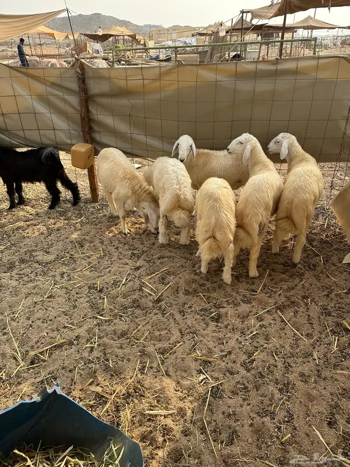 طليان حريه ذبايح 2