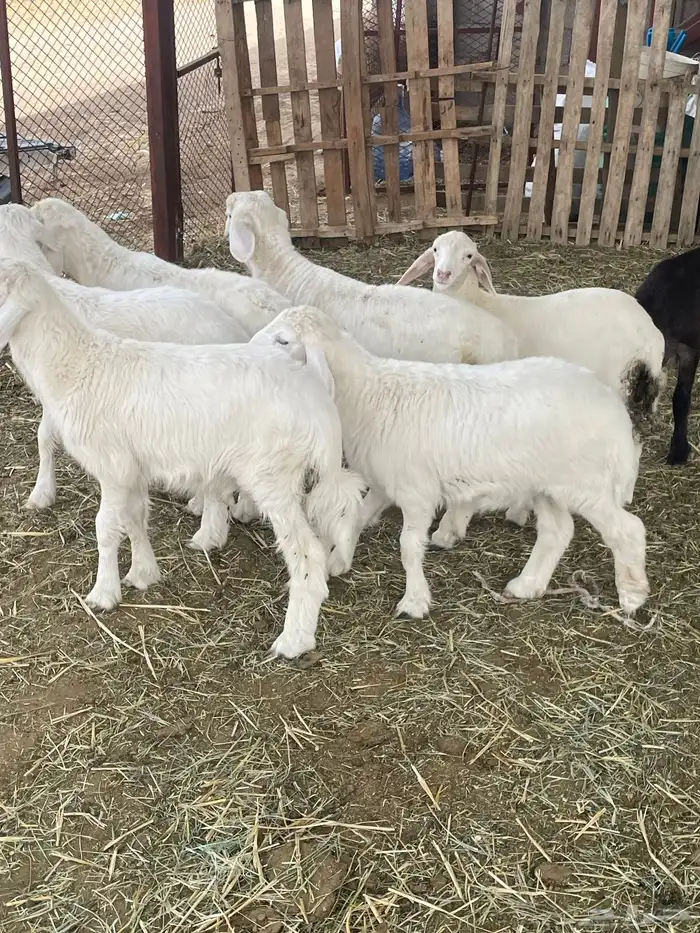 بهم حري بهم دواغير 27