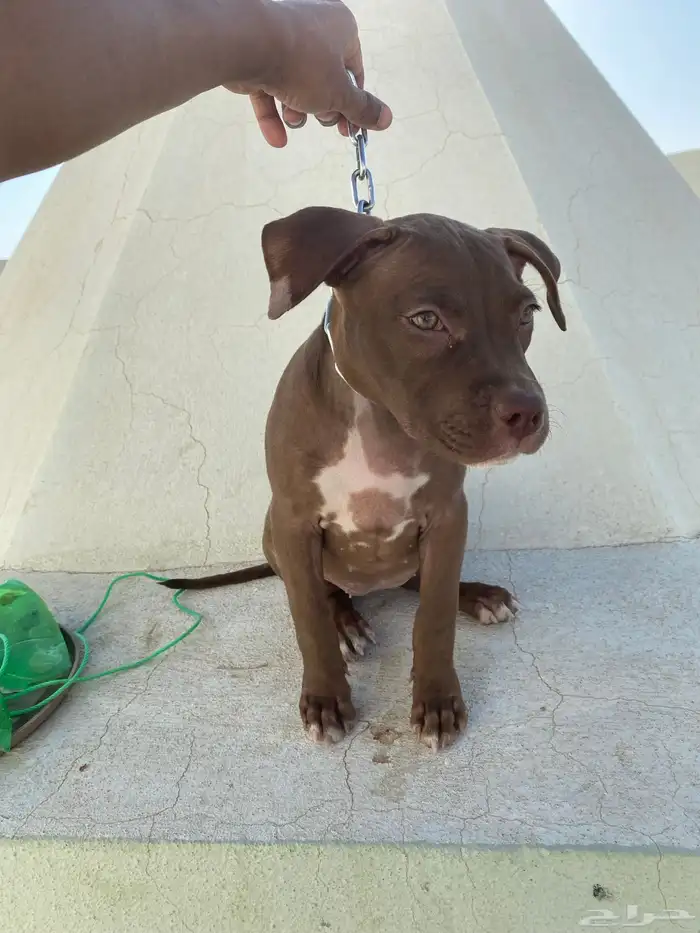 بيتبول اكس ال للبدل مع جرو جيرمن شيبرد او روت وايلر 5