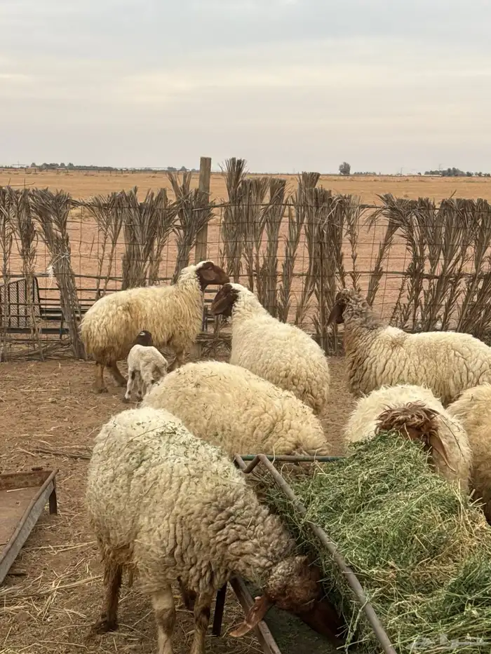 غنم دفيع وحده والد عدد 7 3