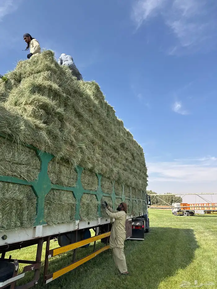 على طلب العميل برسيم رودس ذره نجم ت 11