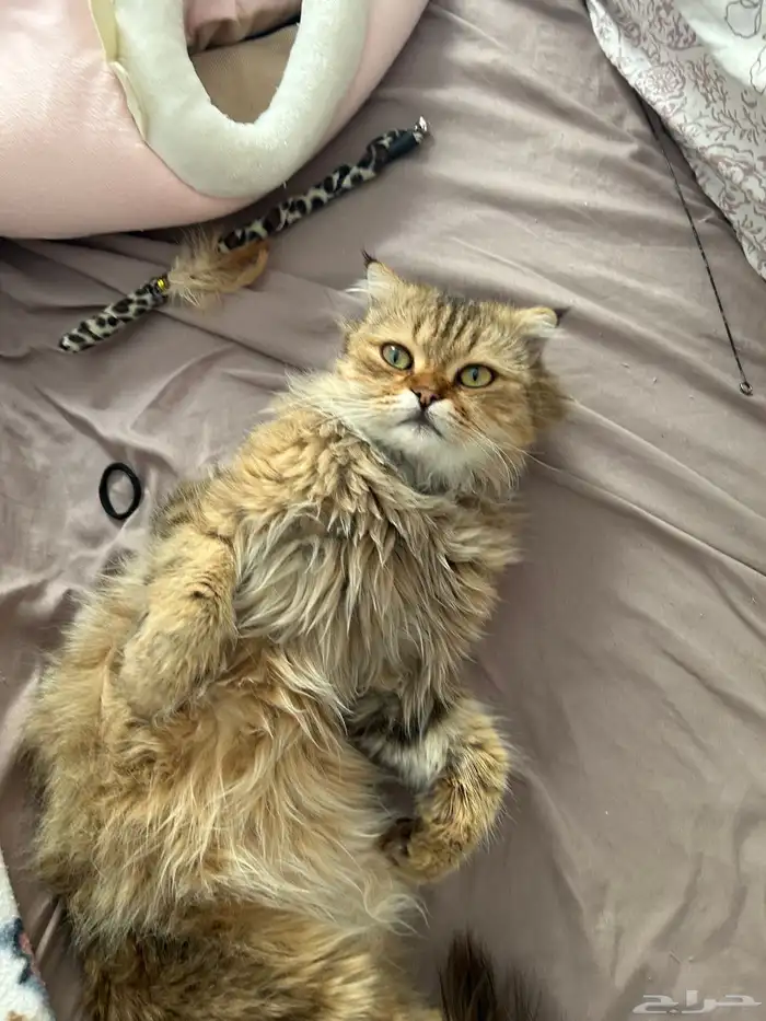 قط شيرازي تبني 1