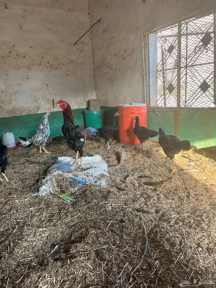 دجاج سندي تب ماشاء الله تبارك الله 10