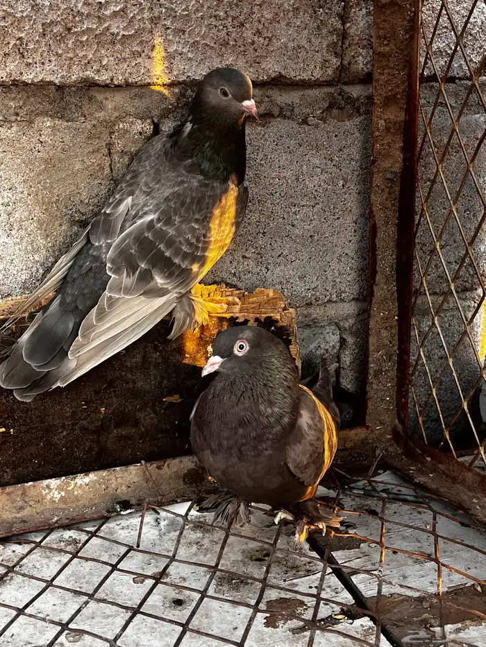 اتراك طحيني للبيع 5