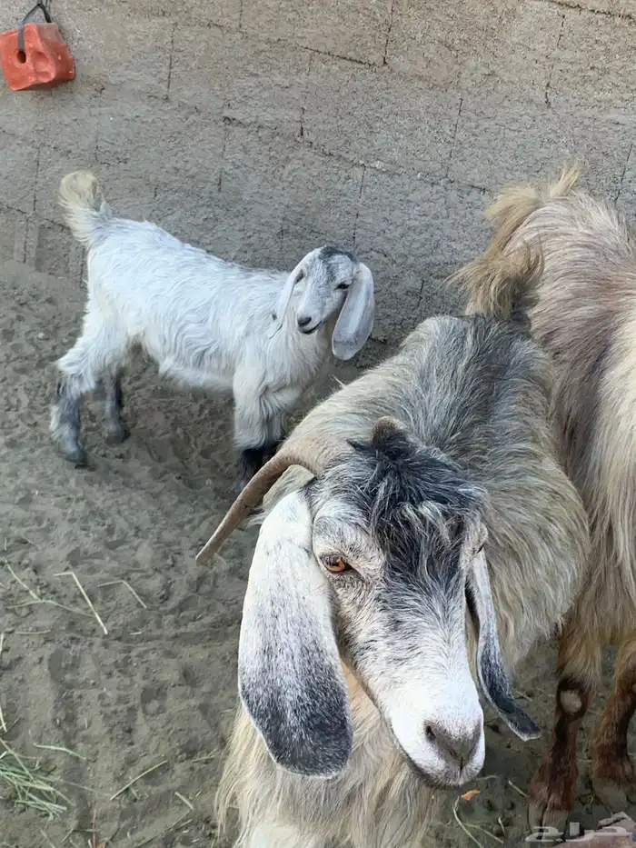 عنزين يتبعها 3 5