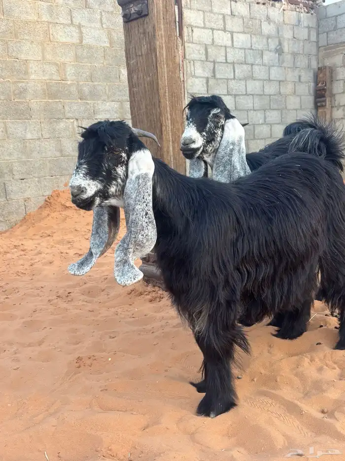 جفرتين جذعات صنف دفيع 0