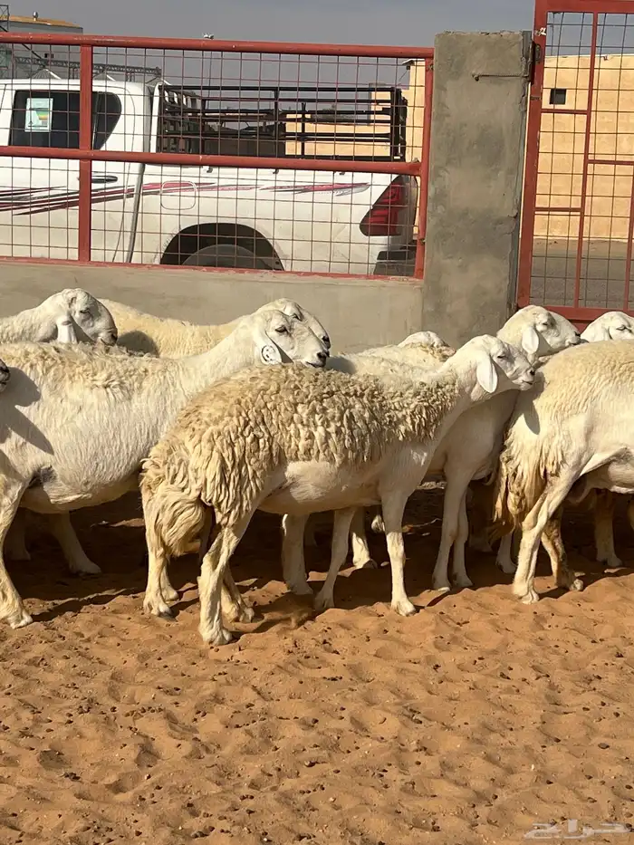 حريات صنف الصنف مراح متعوب عليه 15