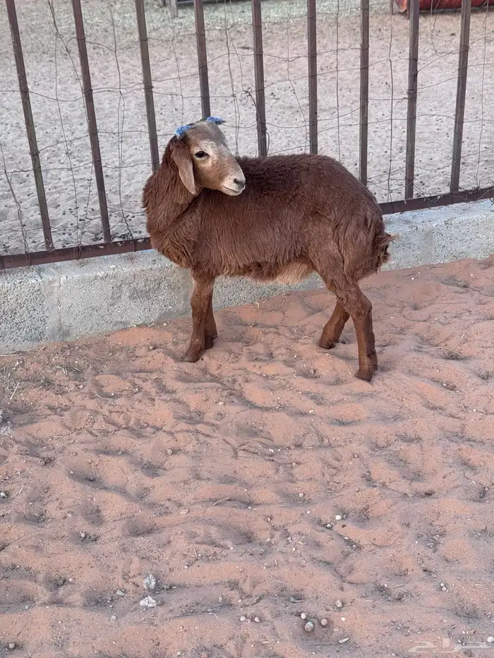 رفيدي خروف 5