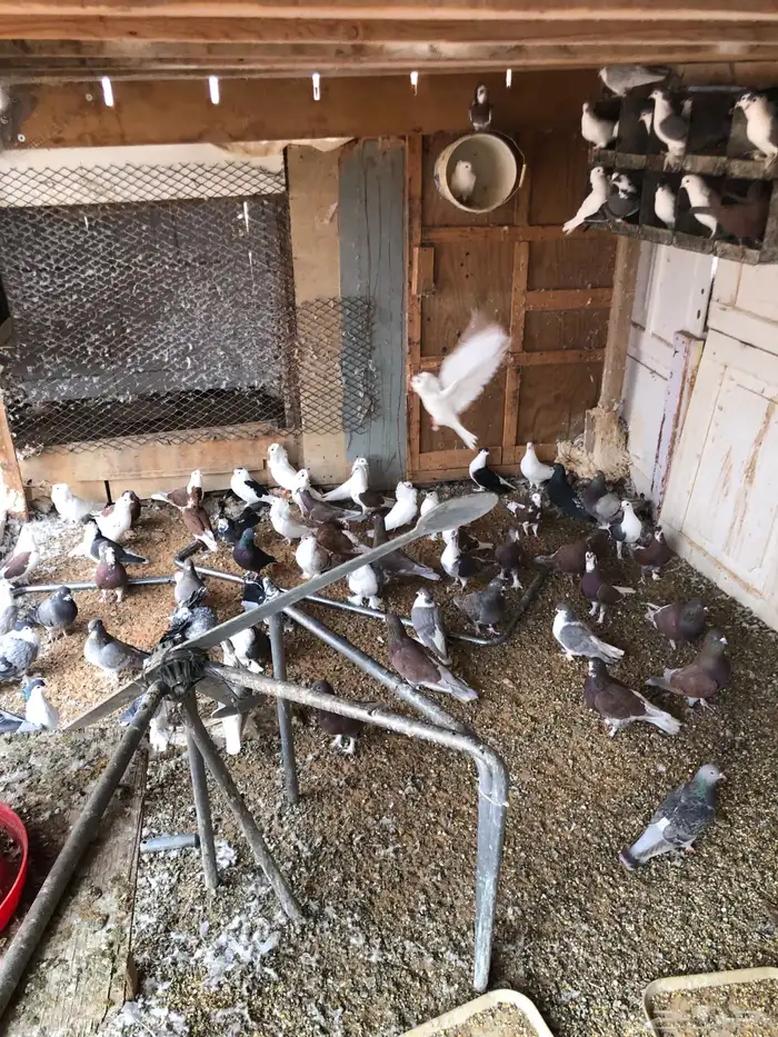 حمام بيع جمله نادر جدا 0