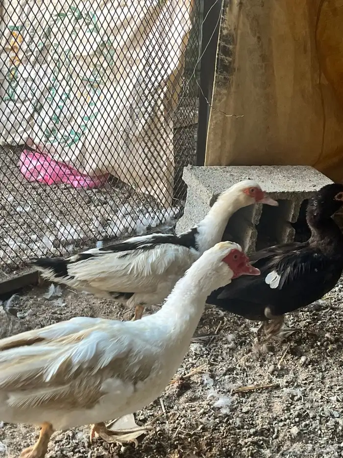 للبيع أو البدل بط بلدي حضان 2