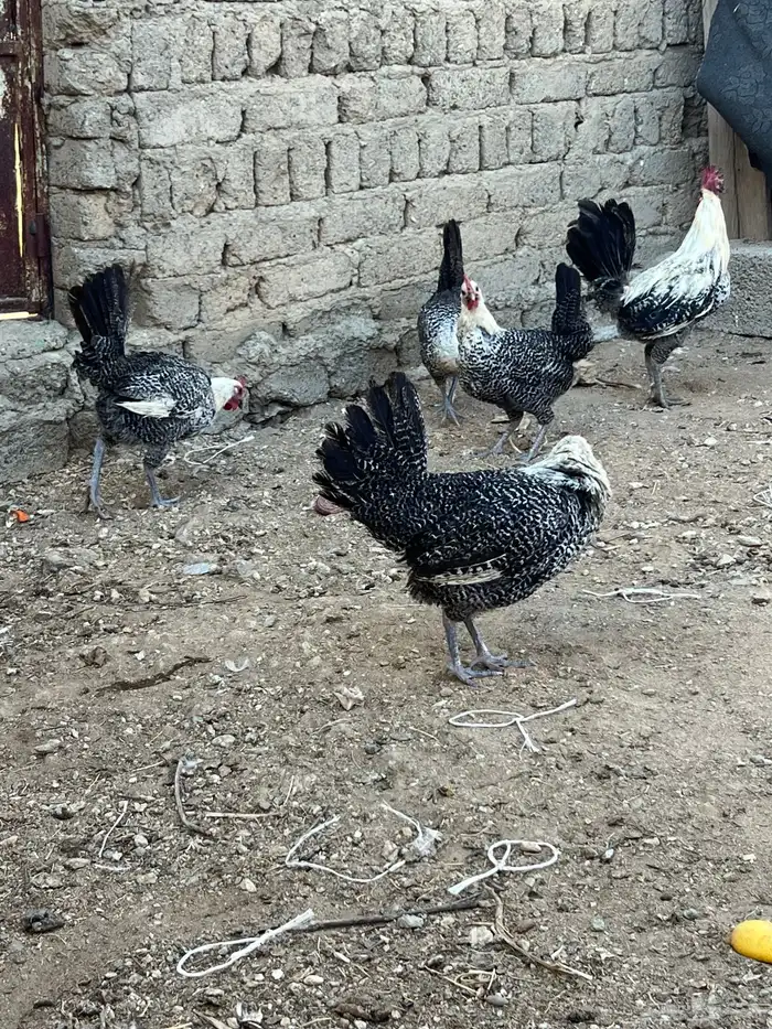 دجاج فيومي أصلي 6