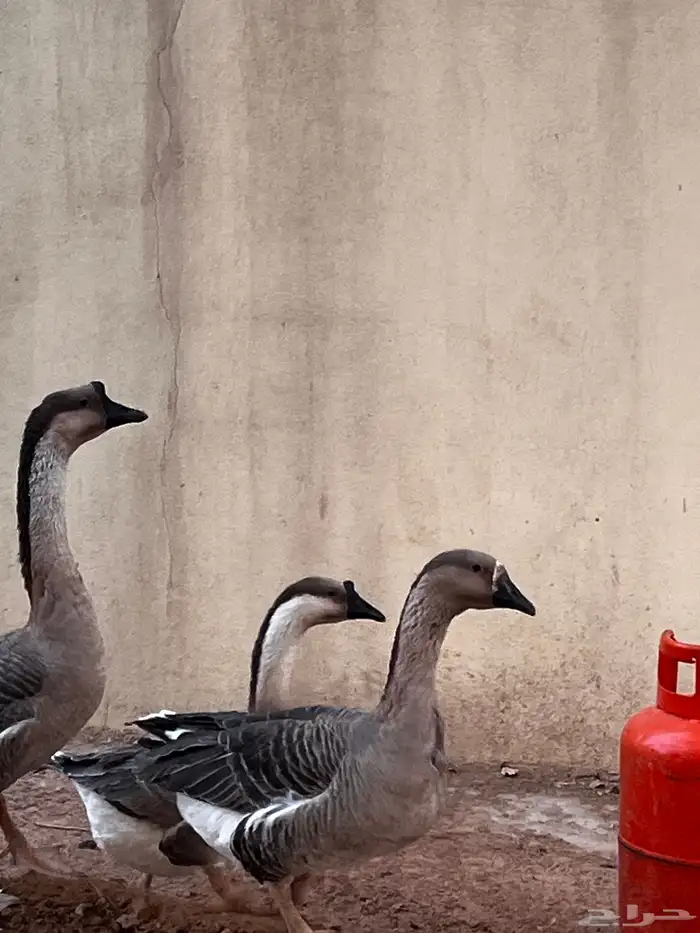 وز عراقي شرط 2