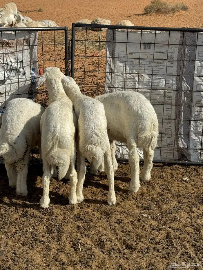 خرفان حريه للبيع 4