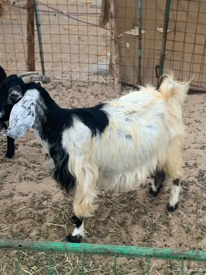 للبيع معزا مقربات على ولاده 8