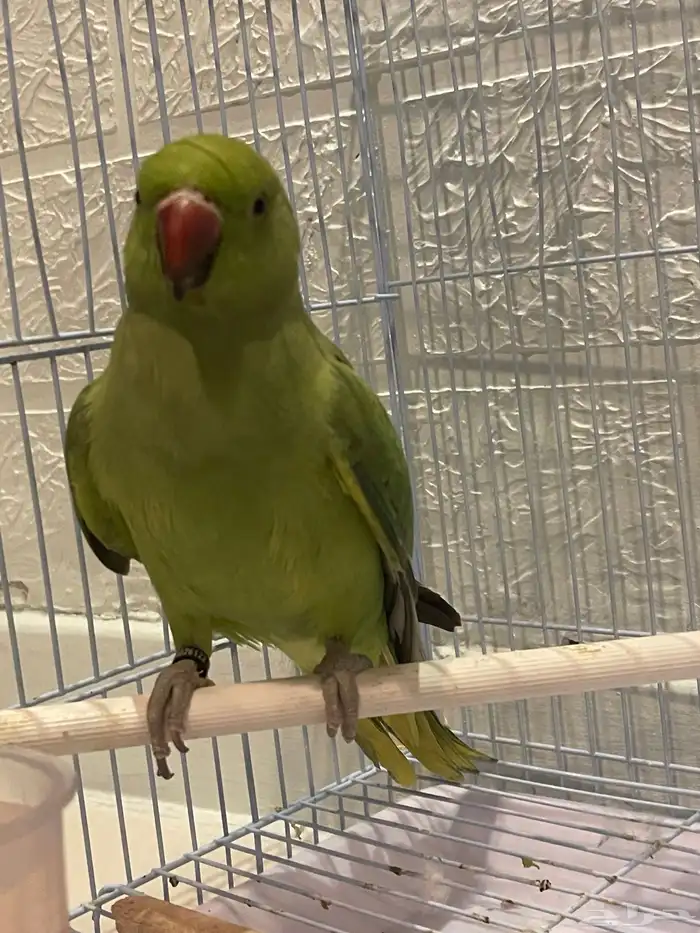 ببغاء درة اليف 1