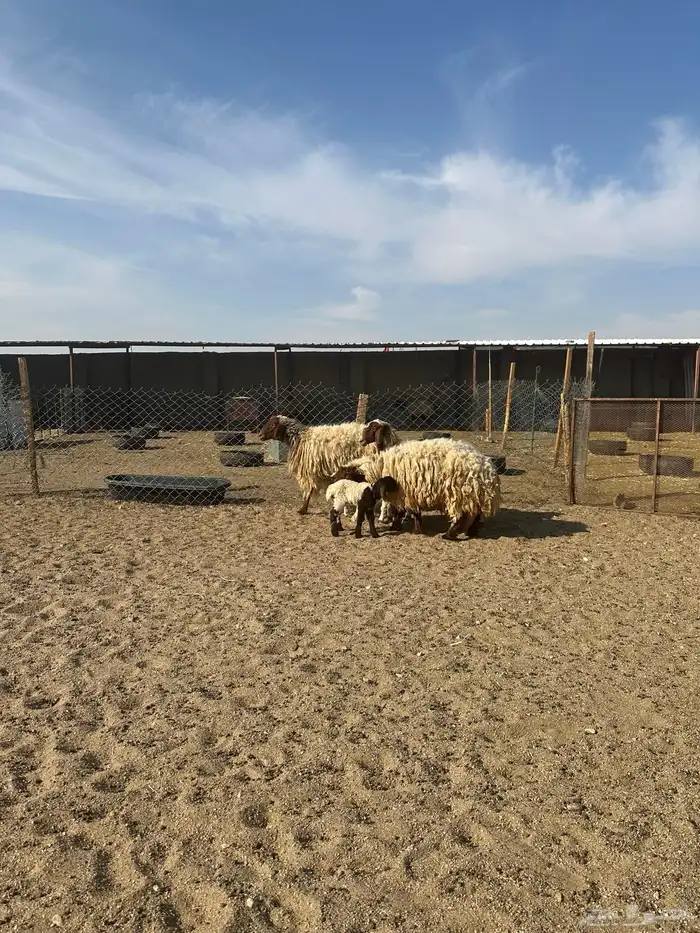 مطافيل انعيم طيبه اللبييع 12