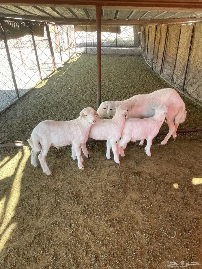 شاه عليها ثلاثة 10