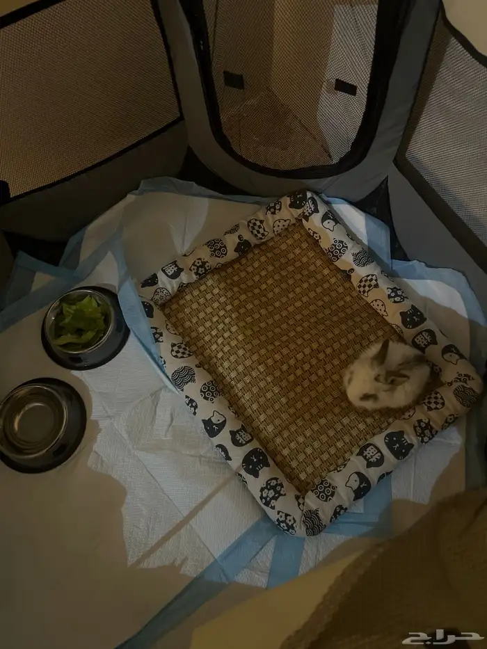 ارنب انقورا صغير عمره شهر معاه مستلزماته 2