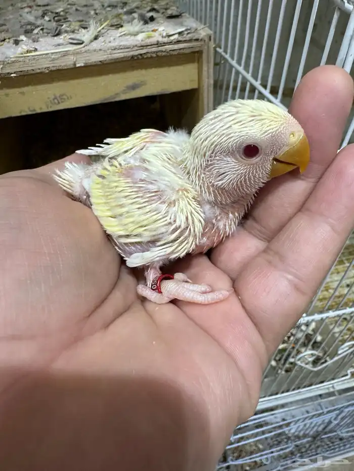 فرخ روز اينو 0