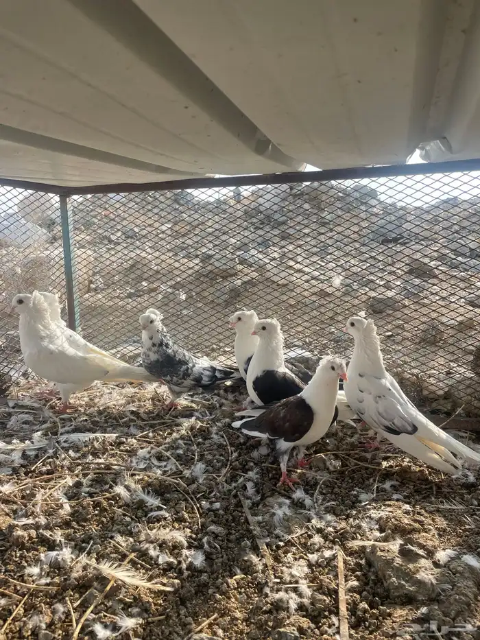 قطايف ولبناني 0