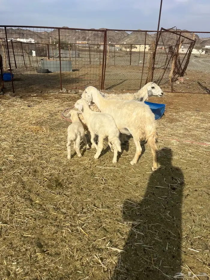 للبيع ضان ولد 0