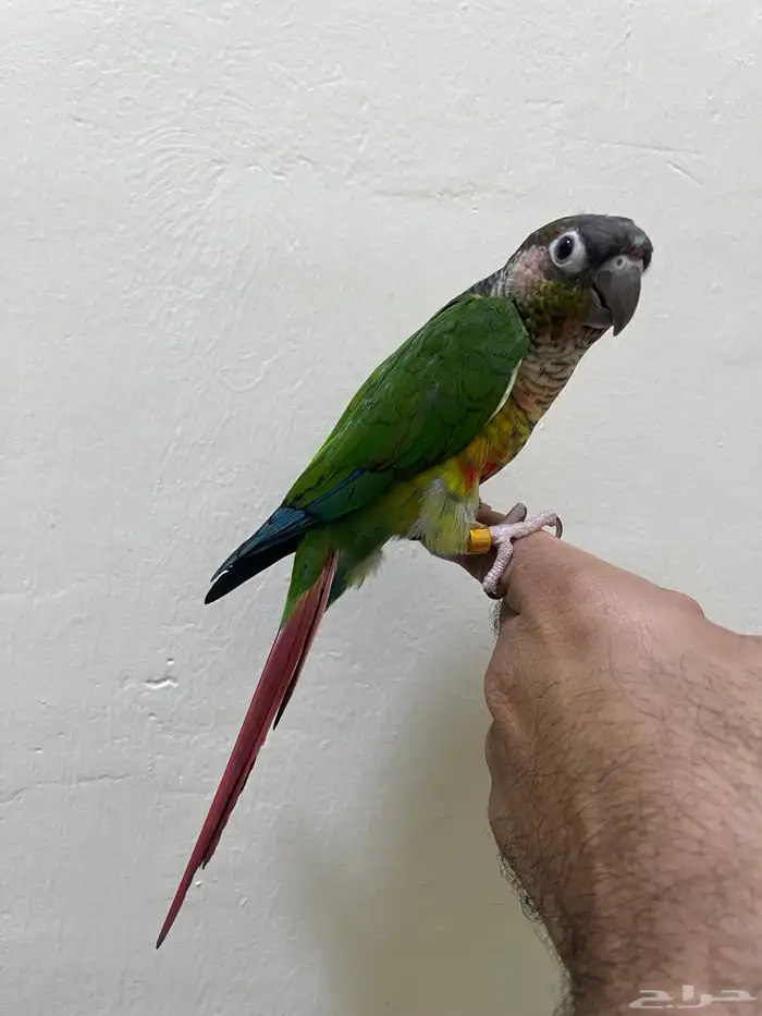 انثى كنيور يلو سايد رد فاكتور 3