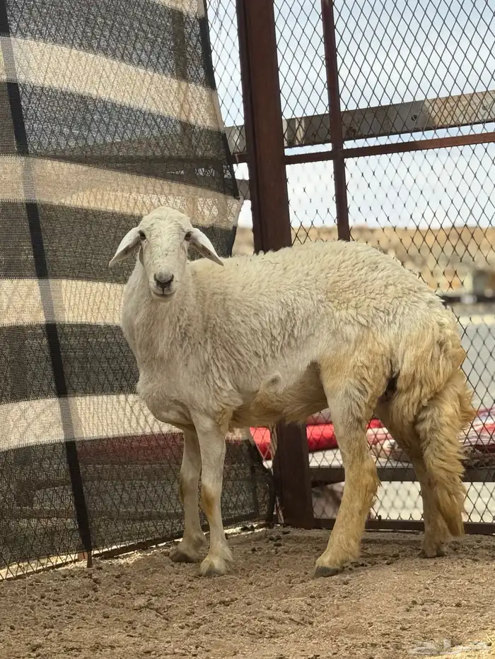شاه رباع فل طلي نجدي جذع 2