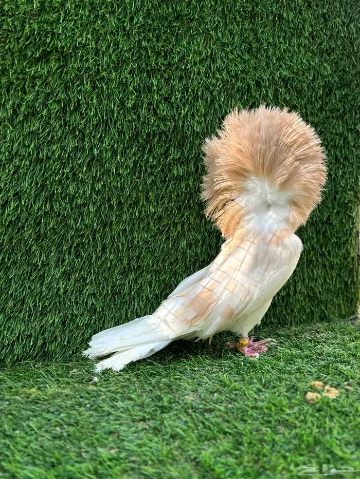 للبيع حمام زينه 1