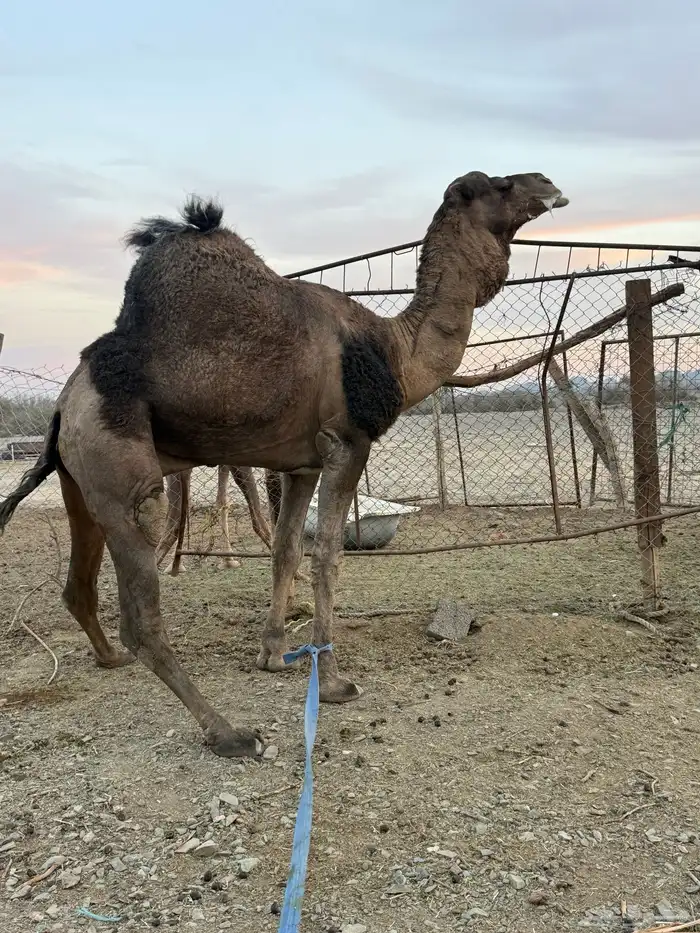 للبيع بعير حمر جرم كايف ضراب وعشار 13