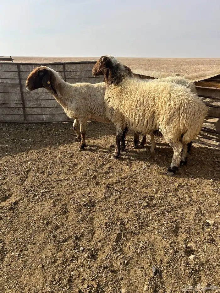 معزاء العدد 2 3