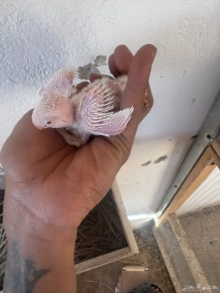 فروخ روز تواصل واتس 1