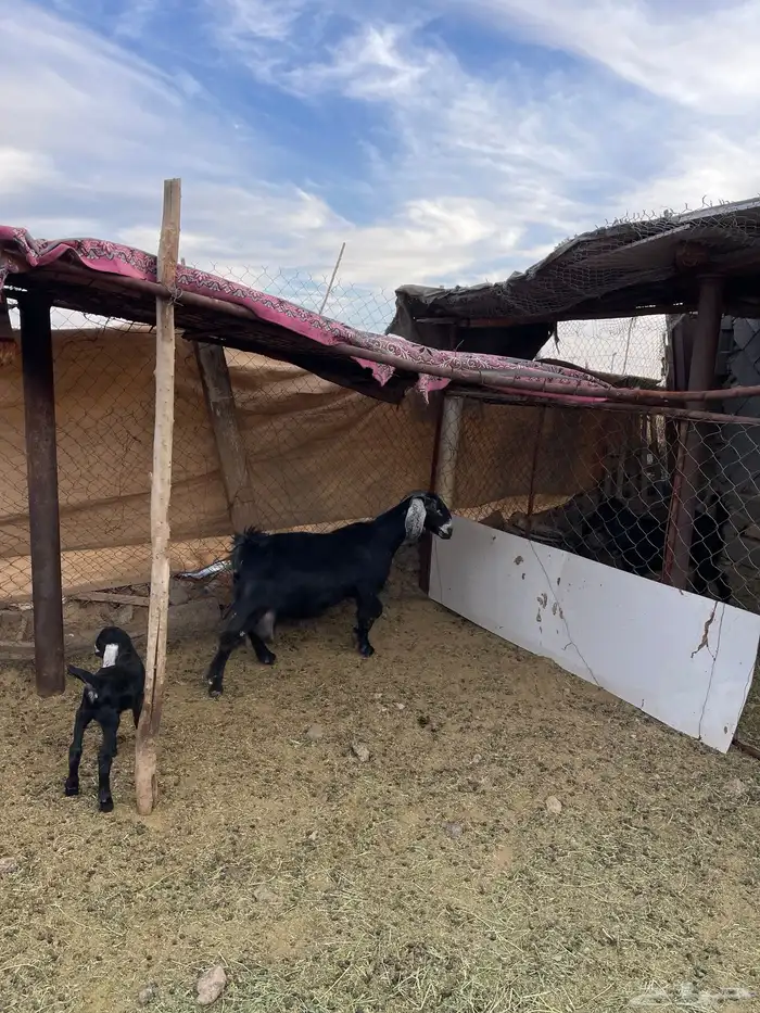 عنز عارضيه متوم للبيع 6