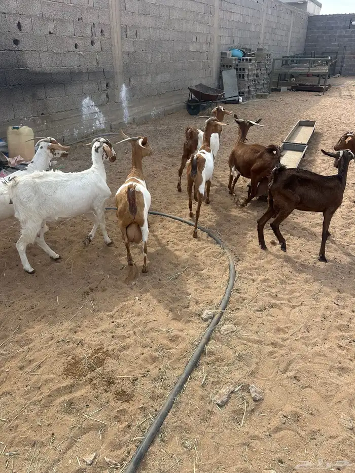 معزا متابيع 6