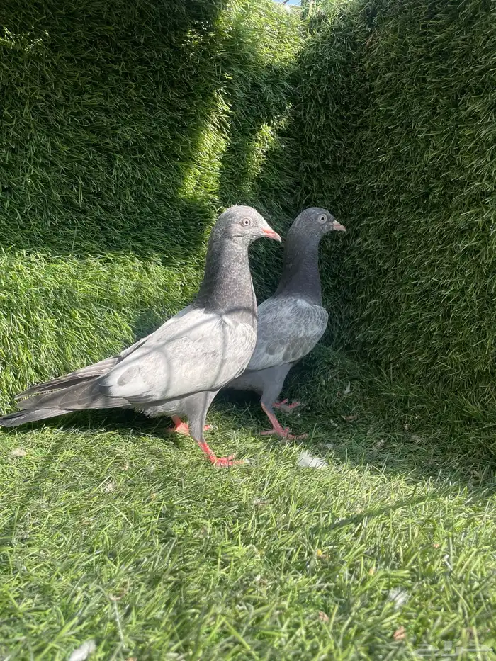 سهران بوري 0