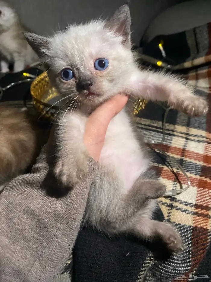 قطط كيتن للبيع 4