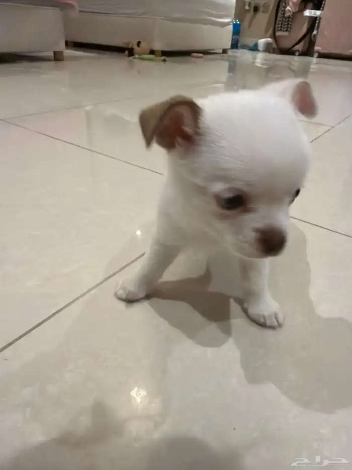 شيواوا بومرانين للبيع تي كب بنت العمر 45 يوم 7