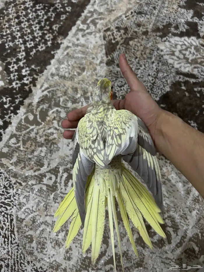 زوج كروان الانثى فراشه زي ماتشوفون و ذكر اليفه 6