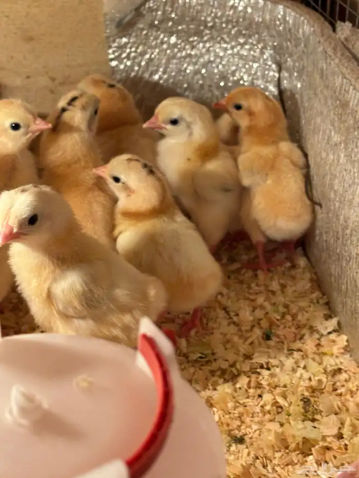 صوص بلدي فواتح 5