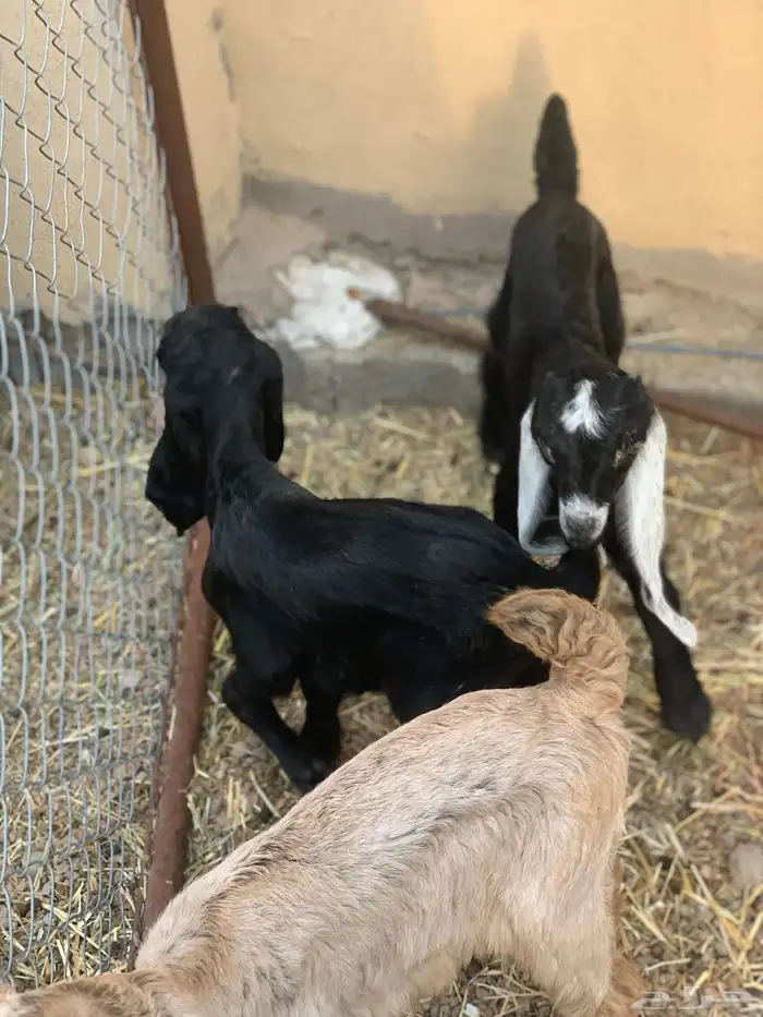 معزا مولده 3