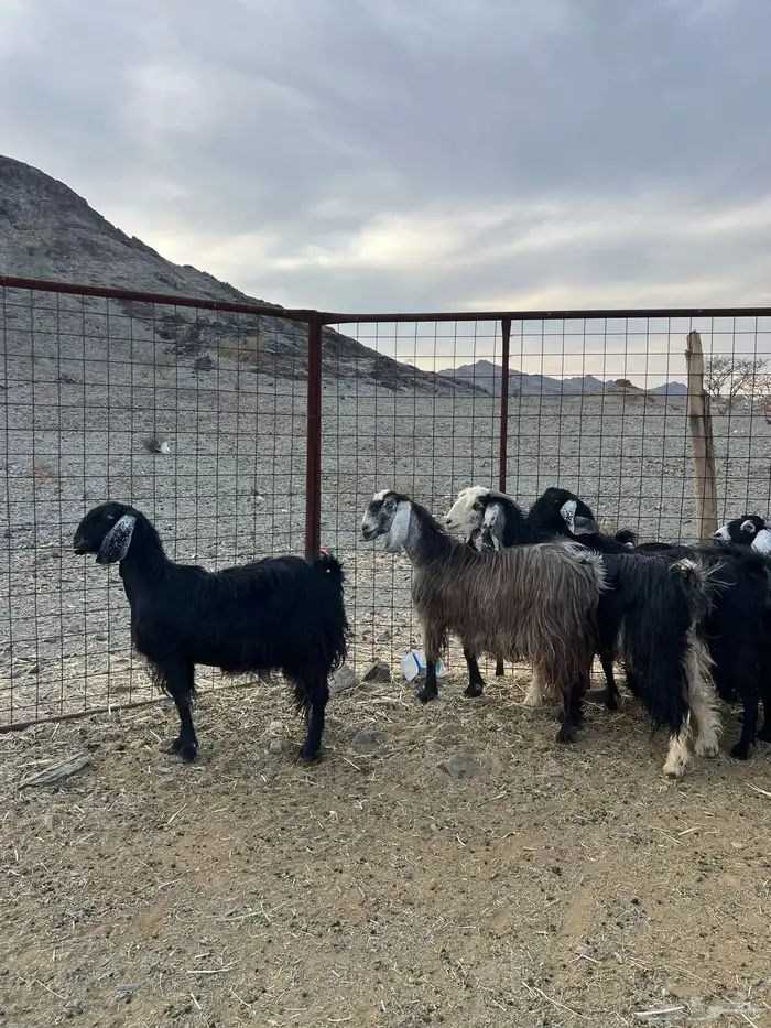 غنم وجفار مراح مضاريع ودفيع 0