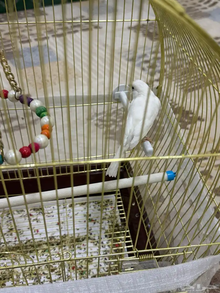 للبيع ذكر كناري آبيض تغريد حريقه 5